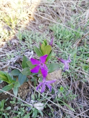 Vinca herbacea