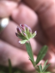 Trifolium bifidum