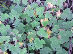 Pelargonium tomentosum