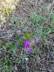 Vinca herbacea