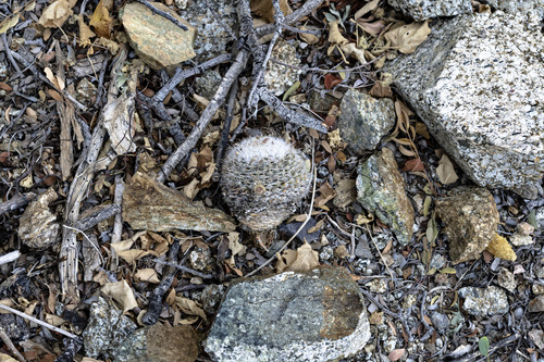 Mammillaria evermanniana