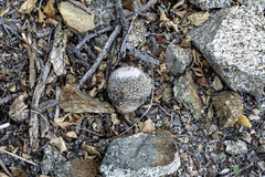 Mammillaria evermanniana