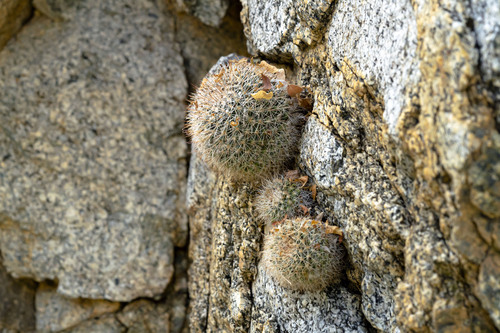 Mammillaria evermanniana