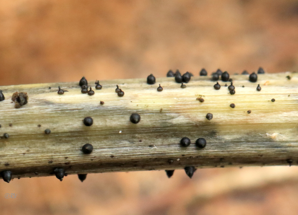 nettle rash