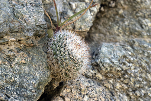Mammillaria evermanniana