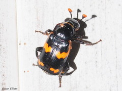 Nicrophorus sayi
