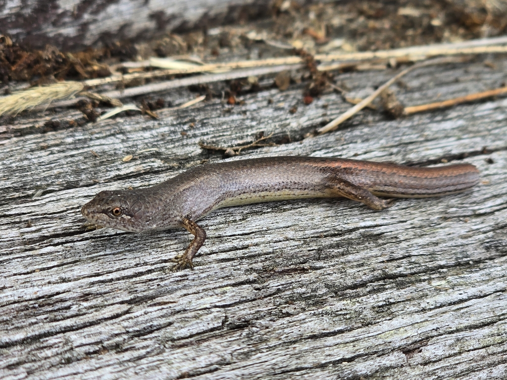 Southern Weasel Skink (Saproscincus mustelinus)