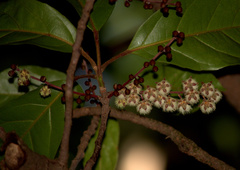 Elaeocarpus variabilis