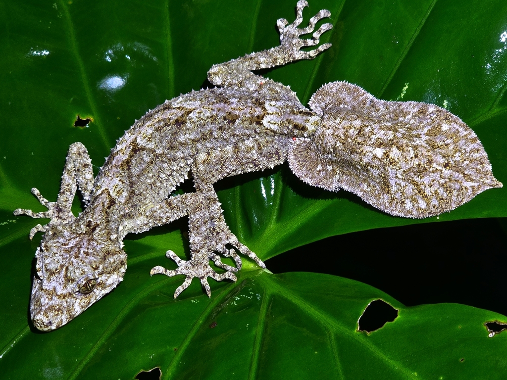 Moritz's Leaf-tailed Gecko (Saltuarius moritzi) · iNaturalist