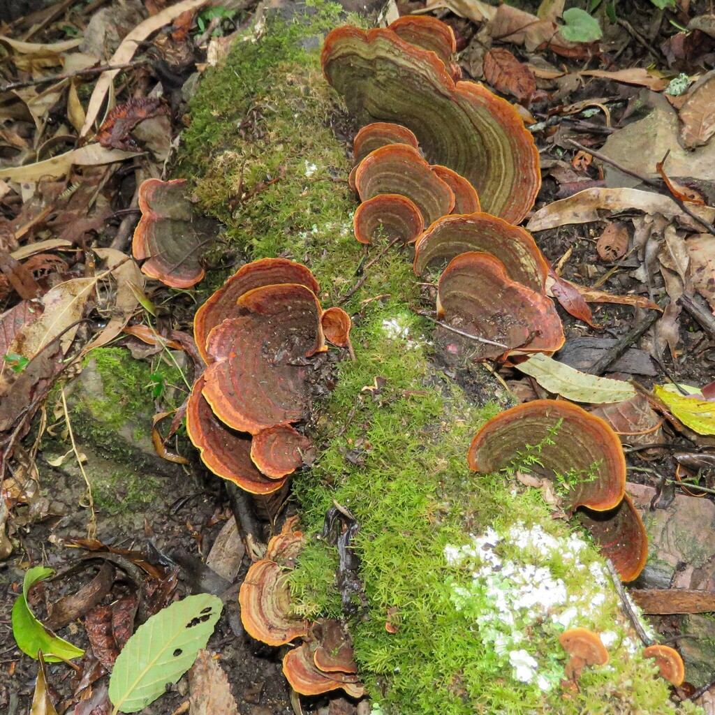 False Turkey Tail From Neerim North VIC 3832 Australia On March 20 false-turkey-tail-from-neerim-north-vic-3832-australia-on-march-20