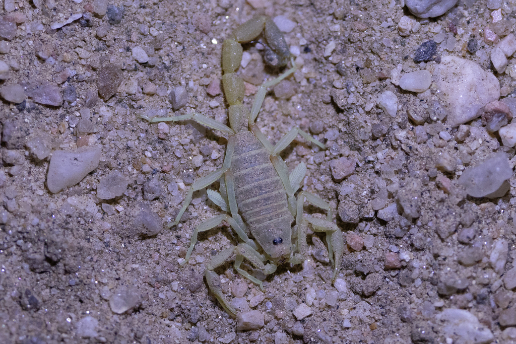 Hairy-bellied Thicktail Scorpion