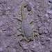 Hairy-bellied Thicktail Scorpion - Photo (c) jhachenberger, some rights reserved (CC BY-NC)