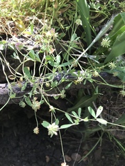 Trifolium bifidum