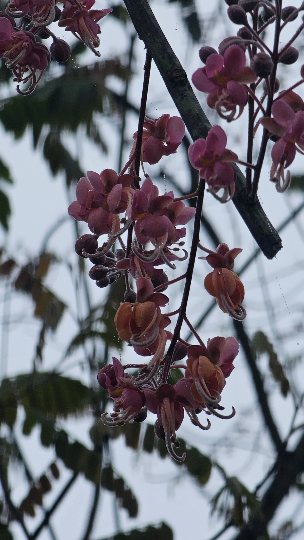 Imagem de Cássia-Rosa