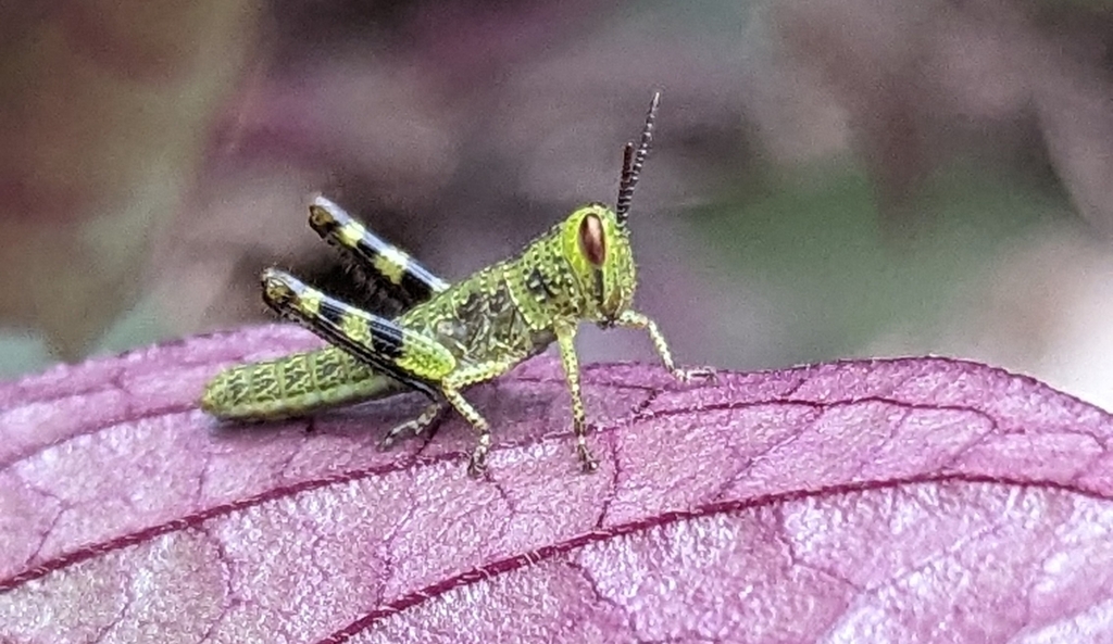 Giant Grasshopper from Upper Mount Gravatt QLD 4122, Australia on March ...