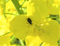 Ceutorhynchus obstrictus