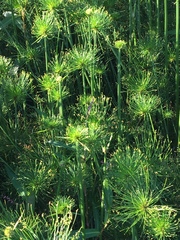 Cyperus prolifer