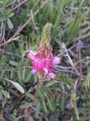 Onobrychis cyri