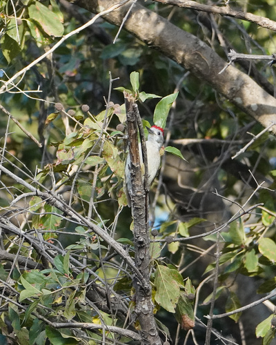 African Grey Woodpecker (Dendropicos goertae), photo 10