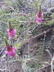 Onobrychis cyri