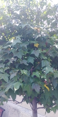 Liquidambar styraciflua