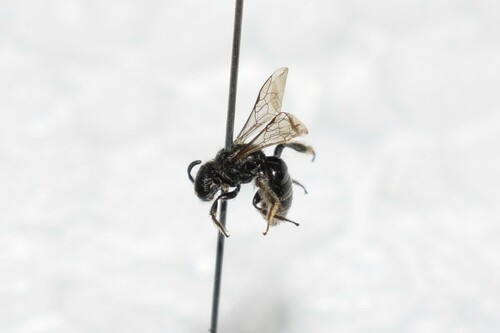 Dufourea wolfi