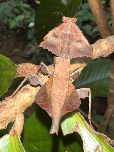 Brancsikia freyi