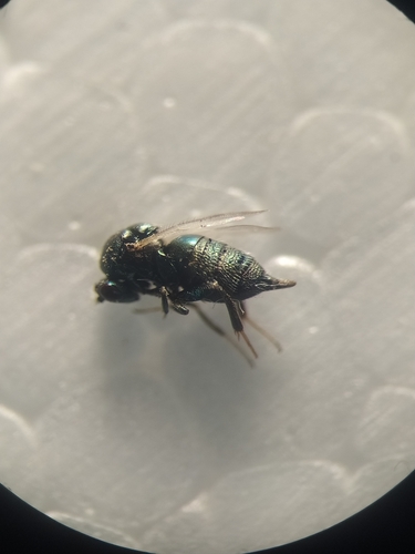 Ormyrus orientalis