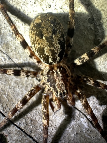 Ornamental Wandering Spider