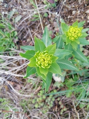 Euphorbia oblongata