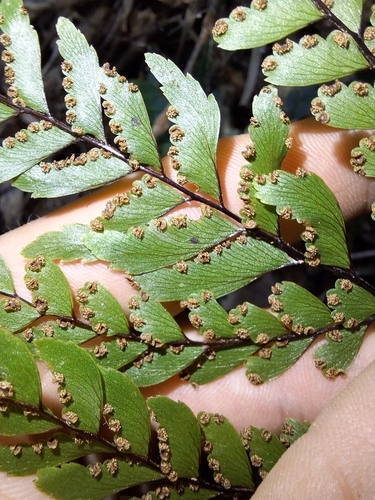 Image of Adiantum fulvum by (c) Oscar Dove, some rights reserved (CC BY)