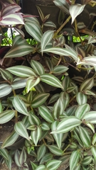 Tradescantia zebrina