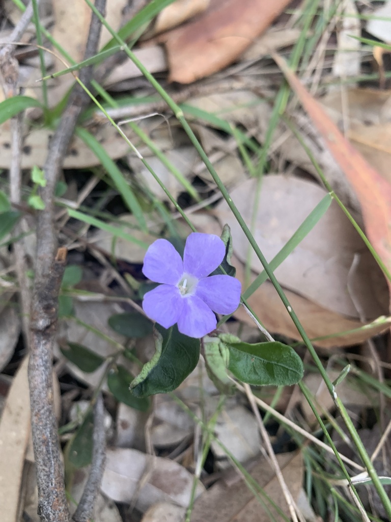 Blue Trumpet from Glenrock State Conservation Area, Whitebridge, NSW ...