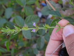 Micromeria graeca, photograph Duarte Frade, CC BY, iNaturalist via GBIF