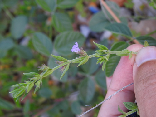 Micromeria graeca, photograph 2