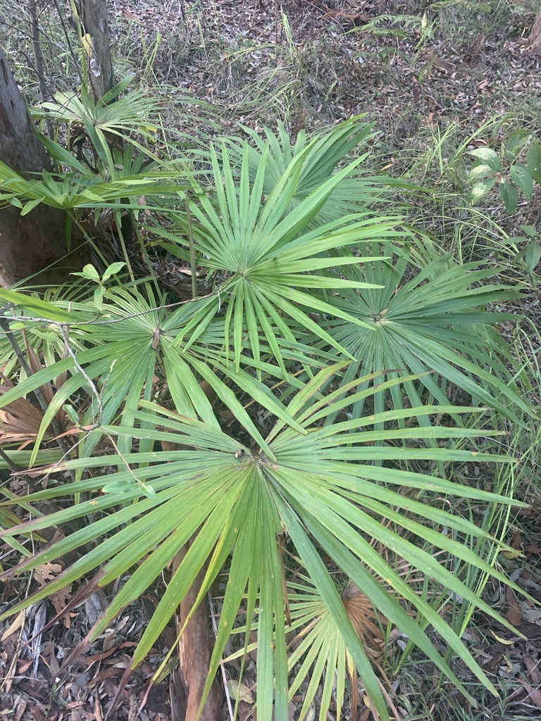 Australian Fan Palm from Glenrock State Conservation Area, Whitebridge ...