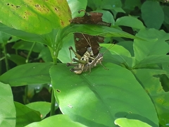 Ommatolampis perspicillata