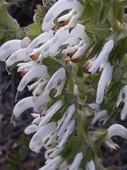 Salvia verbascifolia