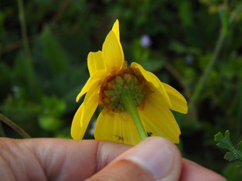 Corndaisy (Glebionis segetum)
