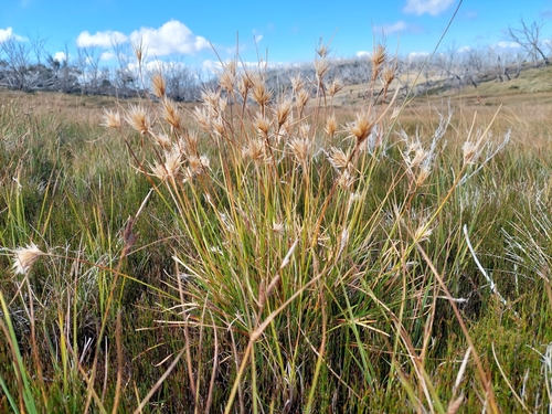 Carpha nivicola, 2024-03-19