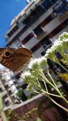Junonia genoveva hilaris