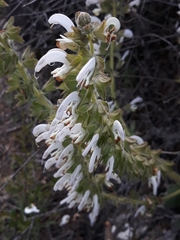 Salvia verbascifolia