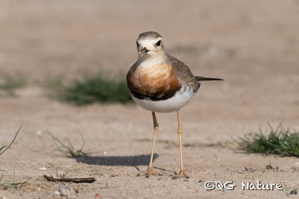 Oriental Plover