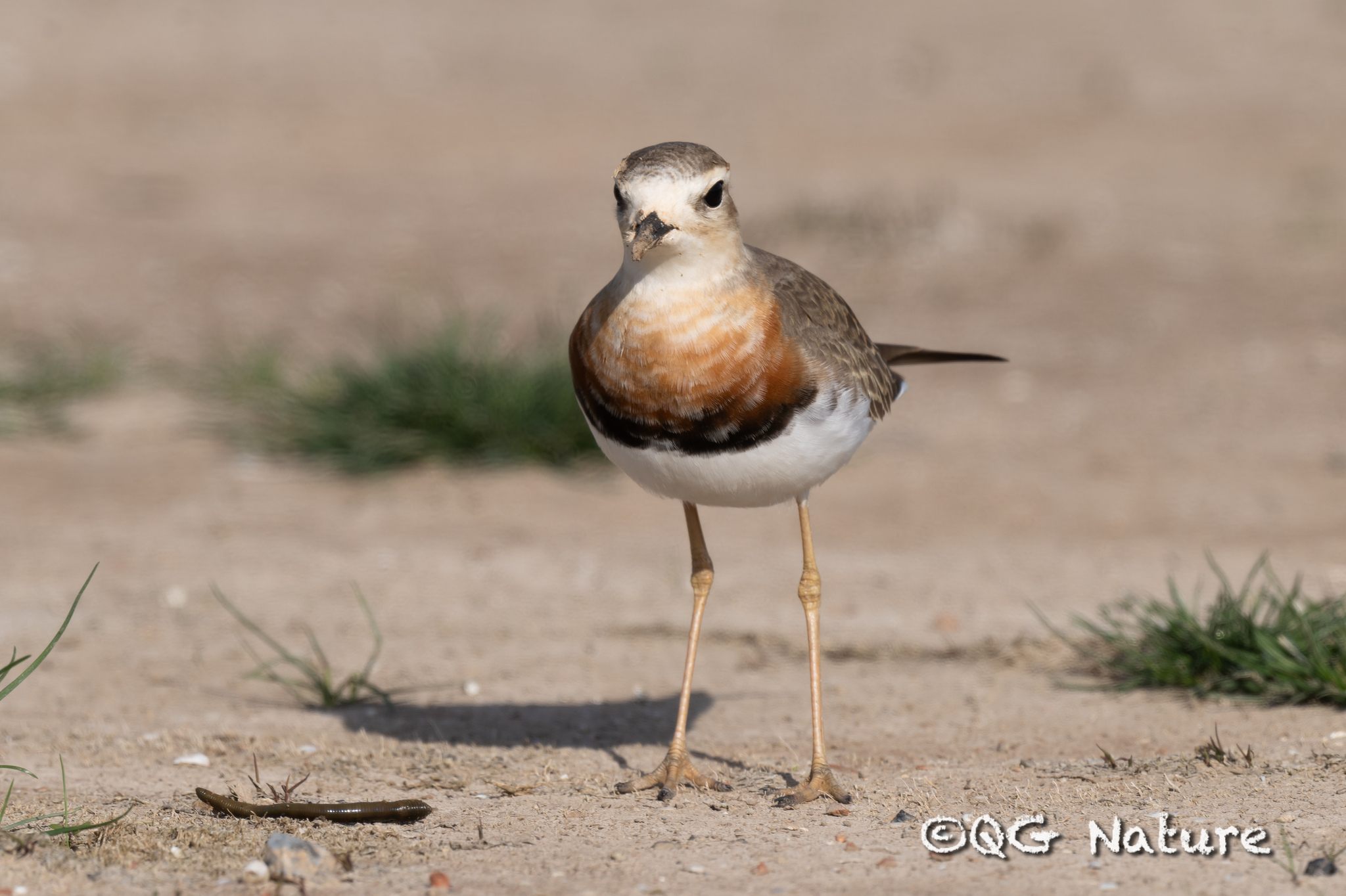 Oriental Plover