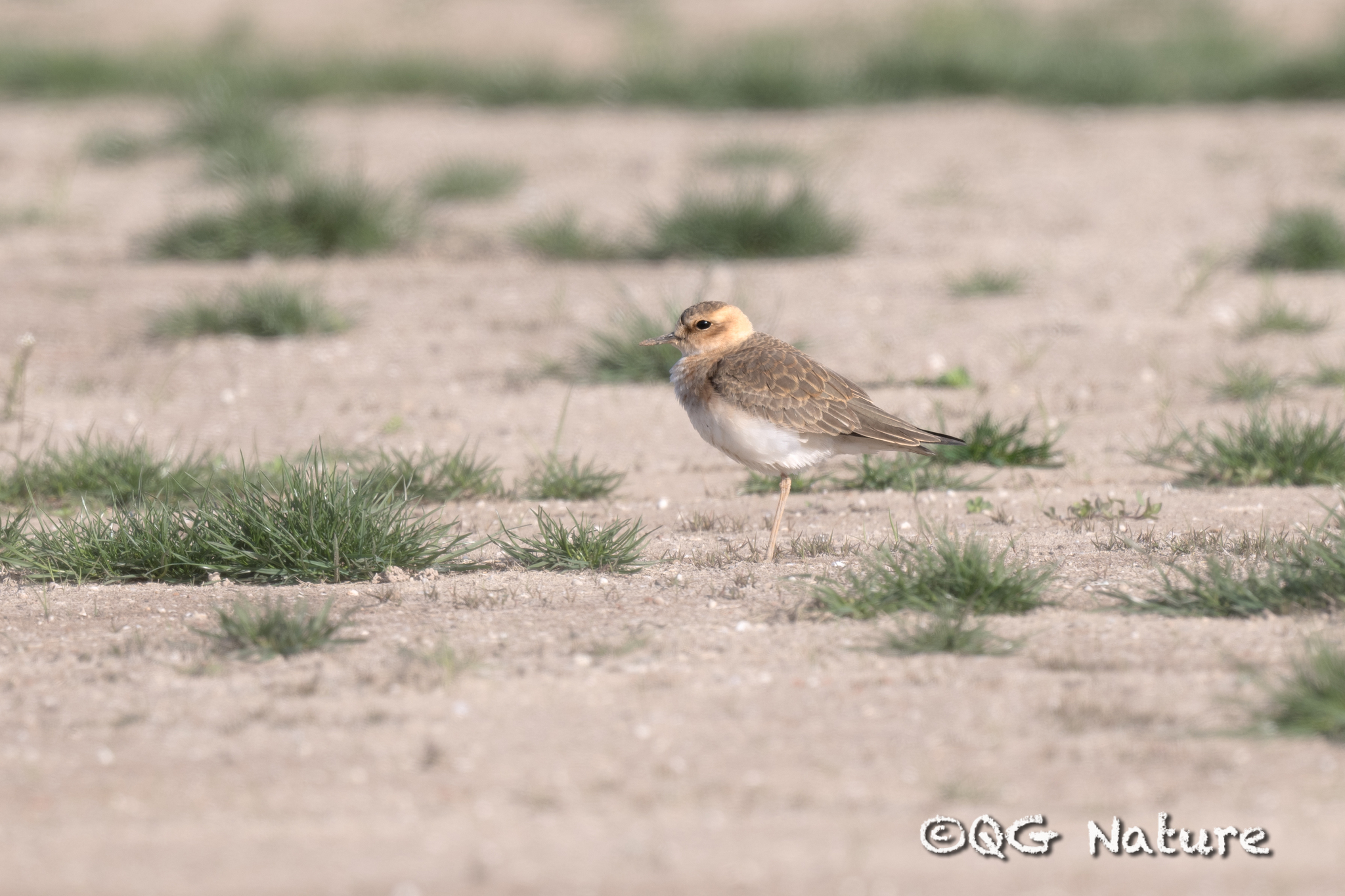 Oriental Plover