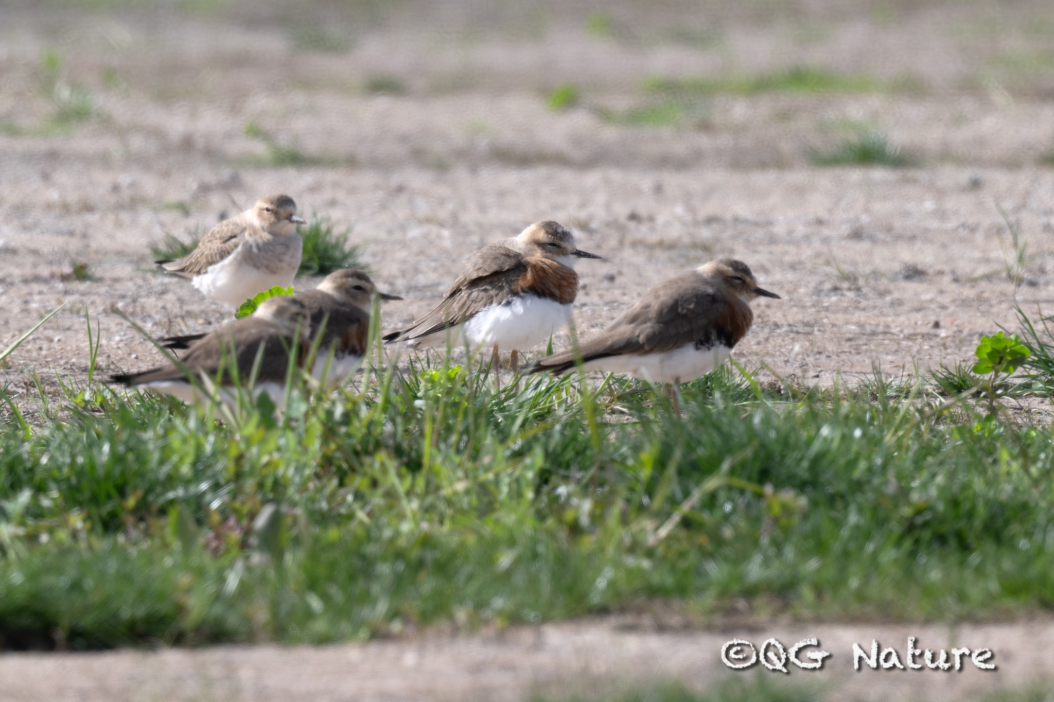 Oriental Plover