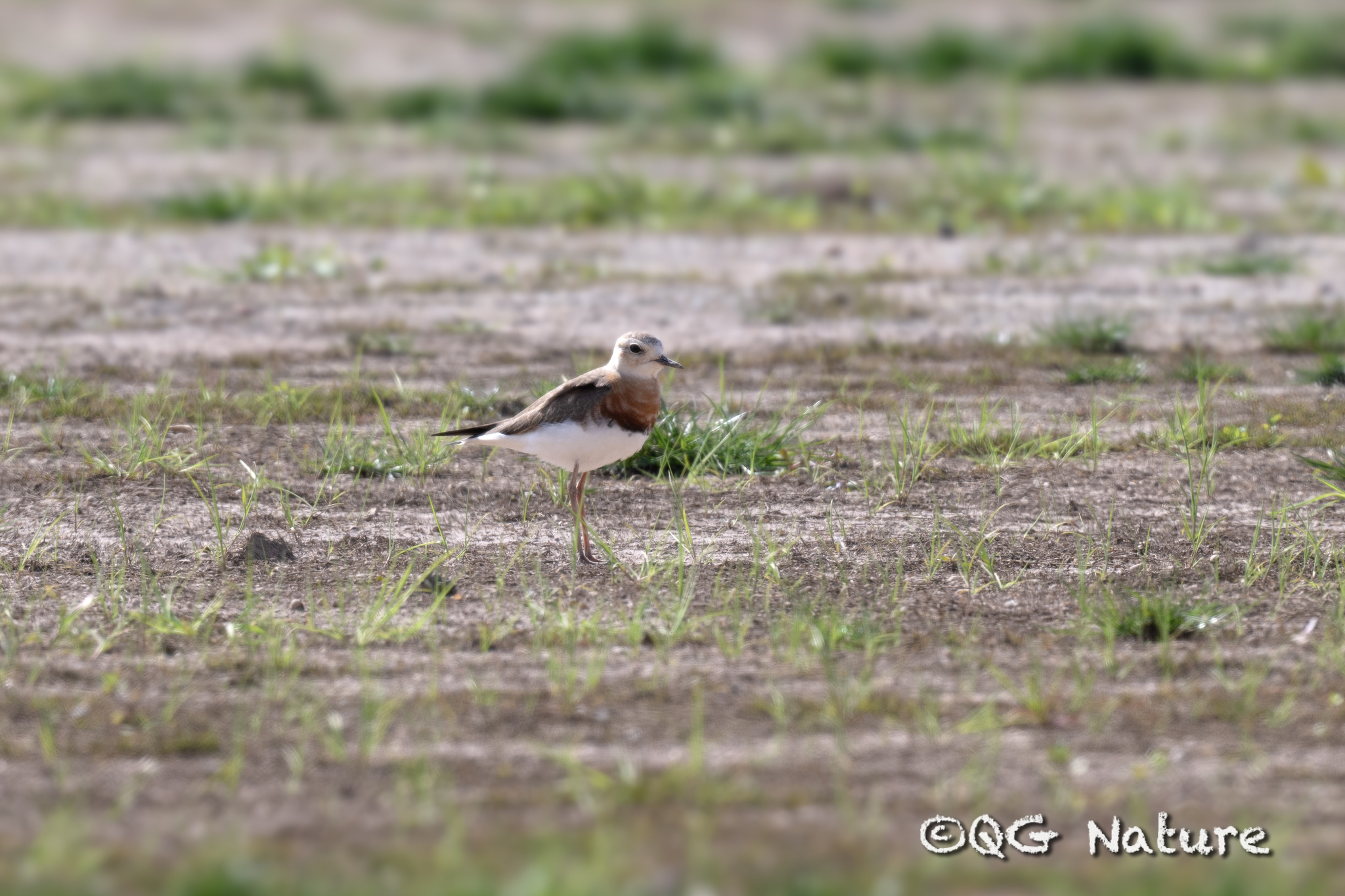 Oriental Plover
