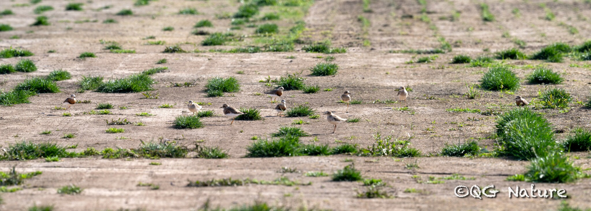 Oriental Plover