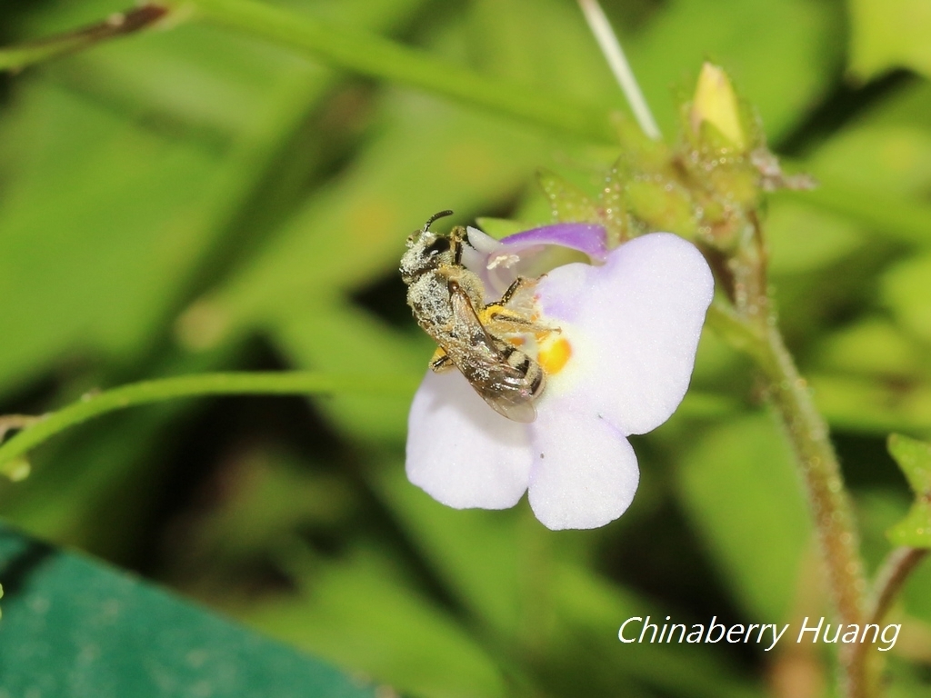 Lasioglossum kumejimense