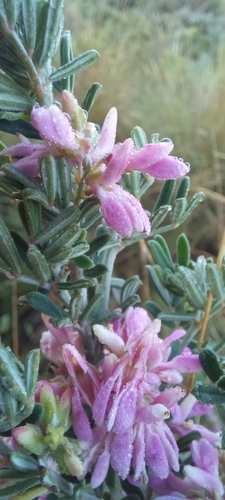 Image of Indigofera brachystachya by (c) Liezl van der Merwe, some rights reserved (CC BY)